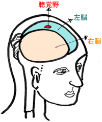 あなたにもできるカウンセリング式交渉術
 問題の所在は「右脳」ウェルニッケとブローカーにあります。