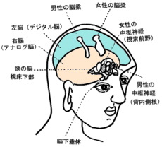 男性の脳梁
女性の中枢神経「視索前野」
視床下部
女性の脳梁
男性の中枢神経「背内側核」