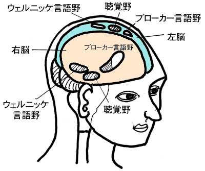 カウンセリングのゼミの学習で
脳が最大限に発達するモデル図