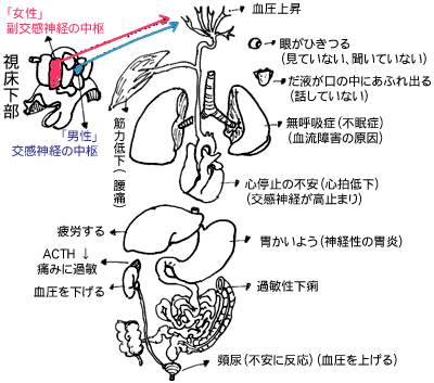 ■ 「うつ病」とは、自律神経の交感神経が過度になって身体の器官に血流障害を起こすことです。A６神経が止まり、大脳辺縁系に血流が集まり、上の図のような症状を起こします。