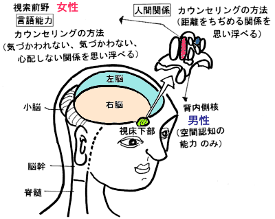 女性は、「人からどう見られているか？」「自分は人にどう見えるか？」の配慮と気づかいの対人意識を「視床下部」の「視索前野」で機能させています。