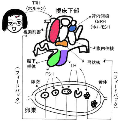 女性は、視索前野（TRH=人間関係、言語の能力）が、 「弓状核」と「腹内側核」と「背内側核」に働きが移行すると 「中性化の性格」になります。 （人の眼がコワイ。人から見捨てられている。人の悪口を言う）。