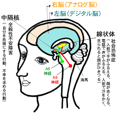 中隔核:全般性不安障害 （自分を危険にする行動、不幸を求める行動）線状体:社会恐怖症 （人前で手がふるえる、顔が赤くなる、電話で声がふるえる、人前で汗をかく、見られると顔がひきつる）