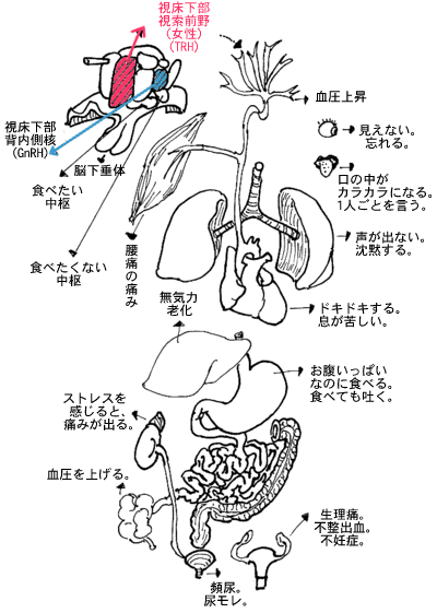 女性は、脳の働きと五官覚の働き（察知して安心。共生して気持ちよくなる）とぴったりむすびついて、一生、発達しつづけます