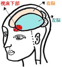 あなたにもできる心の観察学　問題の所在は「視床下部」（欲の脳）にあります