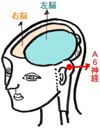 あなたにもできる心と心をつなぐ夢の架け橋術　問題の所在はA6神経が正しく働いていないからです。