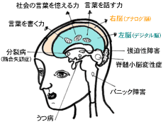 あなたの脳の働きが、こんなふうに最大限に発達します