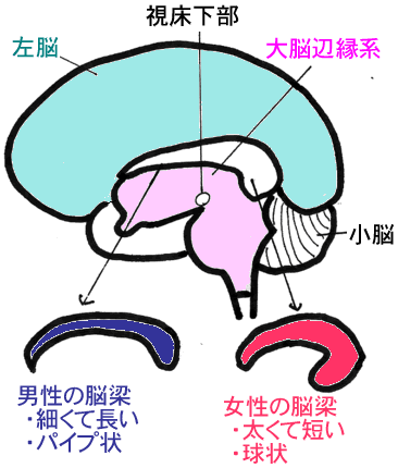 男性と女性は、脳の働き方にもとづいた「言葉」と「人間関係」の能力のための学習が必要です！