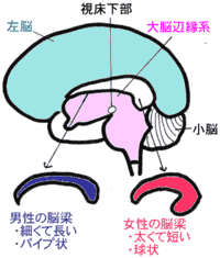 男性と女性の「脳の働き方」の違いは「脳梁（のうりょう）」です。