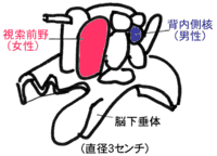 心身のトラブルを作る脳の働視床下部（欲の脳）