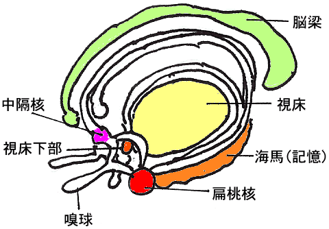 ● 人間の行動は「左脳」で学習した「言葉」で「楽しさ」「利益になる」を目的に起こされます。 ● 「言語」を間違って憶えると「行動」が止まります。「大脳辺縁系」の記憶が表象される時「不安」になります。