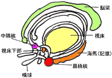 大脳辺縁系のモデル図