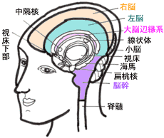 正常な脳の働きのモデル図