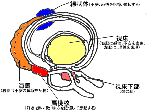 1.左脳の言葉が消える＝「うつ」「痴呆化」2.「行動が止まる」＝「不快」「自分は損をしている」のイメージが「右脳」に表象する3.大脳辺縁系の「不安」とその体験の記憶がイメージされる（悩み）