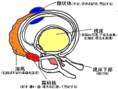 大脳辺縁系の拡大図