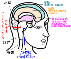 あなたの「悩み」をつくる
「脳の働き」のモデル図