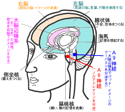 脳とカウンセリング