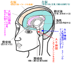 男性の脳梁
女性の中枢神経「視索前野」
視床下部
女性の脳梁
男性の中枢神経「背内側核」