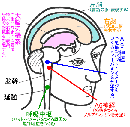 あなたの「恐怖症」をつくる「脳の働き方」のモデル図