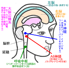 あなたの「恐怖症」をつくる
「脳の働き方」のモデル図