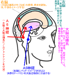 あなたの行動に、支障や障害をつくる
「脳の働き方」のモデル図