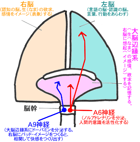 あなたを「若年性の痴呆」に陥らせないための「脳の働き方」のモデル図