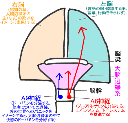 あなたの脳を「痴呆化」に向かわせない「脳の働き方」のモデル図（正面図）