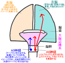 あなたの脳を「痴呆化」に向かわせない「脳の働き方」のモデル図（正面図）