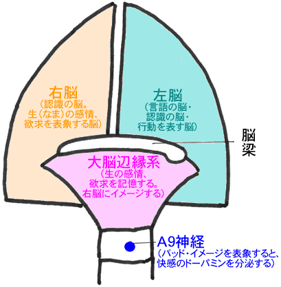 右脳　アナログ脳　左脳デジタル脳